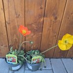 Mak islandský (Papaver nudicaule) ´GARTENZWERG´ - kont.P12